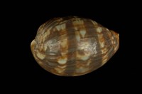 藏品(龜甲寶螺)的圖片